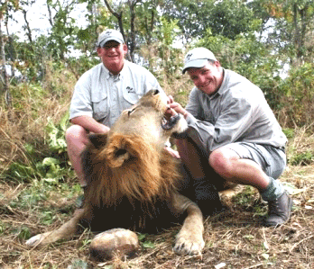Tanzania Lion