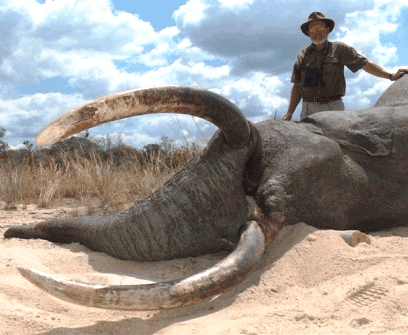 Tanzania Elephant