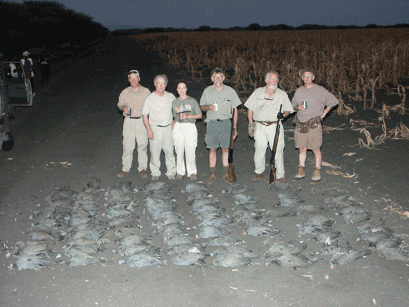 South Africa Bird Hunting: Driven Guinea Fowl