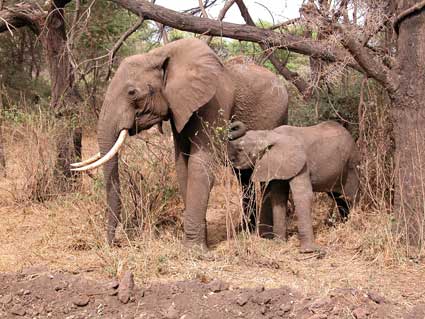 Africa Photo Safari - Elephants