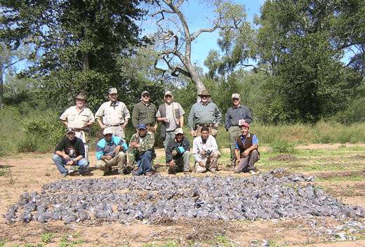 Argentina Doves and Pigeons