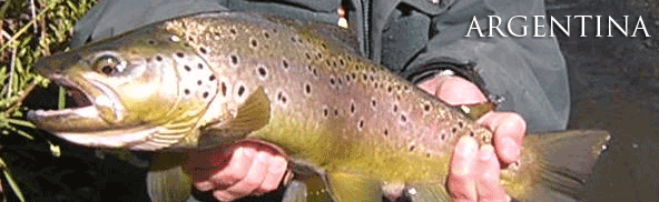 Argentina Fishing : Trout