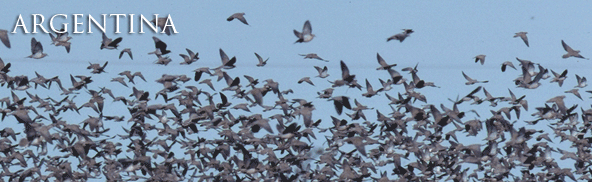 Argentina Doves