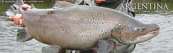 Argentina Tierra del Fuego Brown Trout