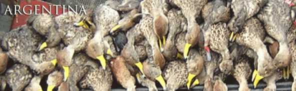 Argentina Ducks