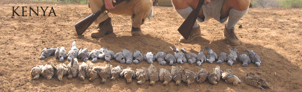 KENYA BIRD KENYA BIRD HUNTING