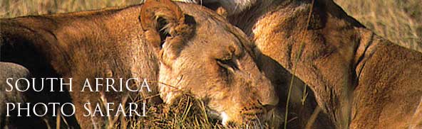 Africa Photo Safari : Lions