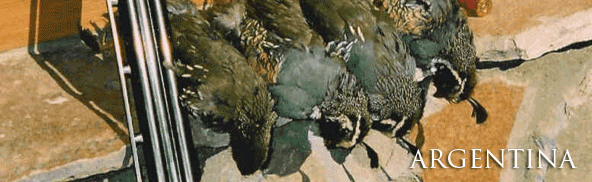 Argentina Quail Hunting