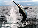 Black Marlin