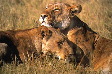 Africa Photo Safari - Lions
