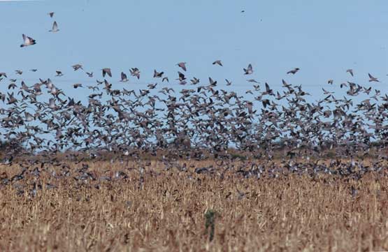 Argentina Doves