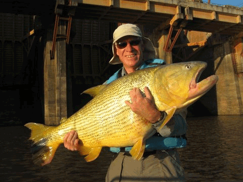 Golden Dorado