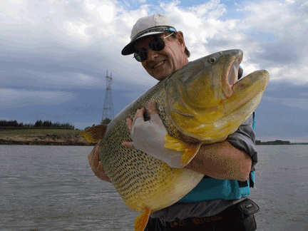 Giant Golden Dorado