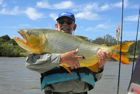 Argentina Golden Dorado