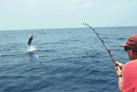 Costa Rica Sail Fishing