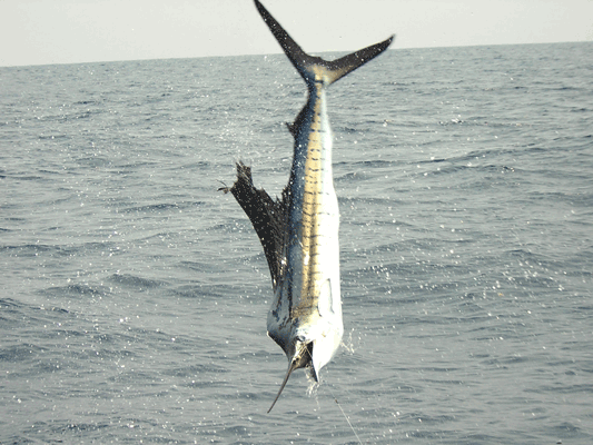 Sail Fishing