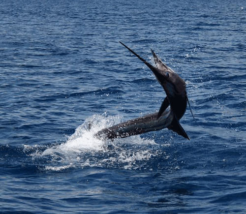 Costa Rica - Sail Fish Jumping