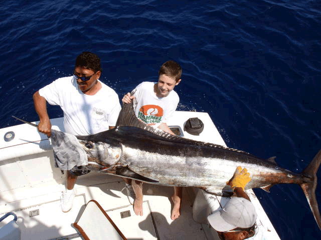 Guatemala Sail Fish