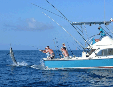 Black Marlin in Panama