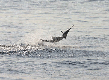 Salt Water Fishing