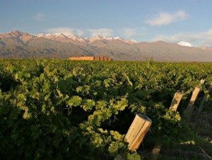 Andeluna grape vines.docx