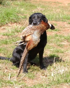 Black Lab with Pheasant