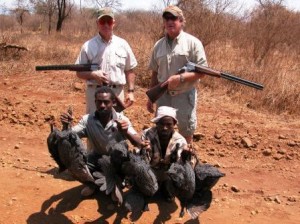 Guinea Fowl LRes