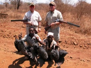 Guinea Fowl LRes