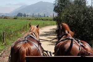 Horses in Argentine Vinyard
