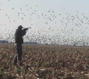 Man with doves