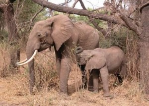 Photo Safari Elephants LRes