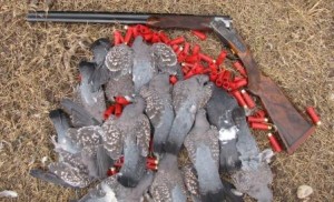 Pigeons in Argentina with shotgun LRes