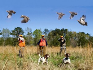 Quail Flush reduced