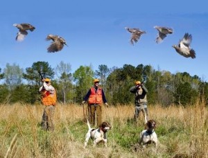 Quail flush