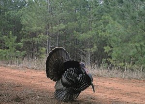 Turkey Gobler Strut LRes