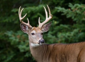 Whitetail-deer